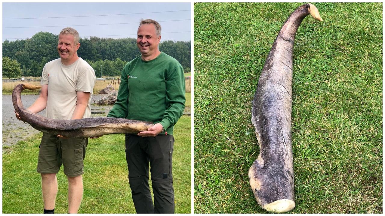 海灘檢撿1.5米長物又硬又臭，竟然是這生物的巨根。(IG)