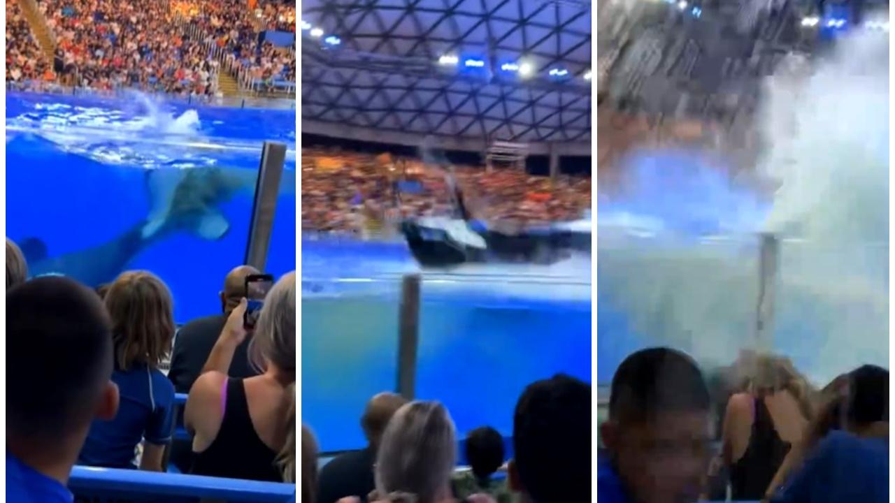 殺人鯨表演中途排出黃色糞水，下秒潑向觀眾避無可避。(X)