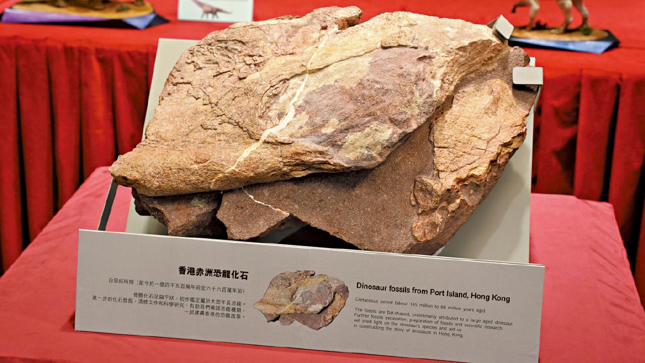香港首次發現恐龍化石 文物探知館明日公展