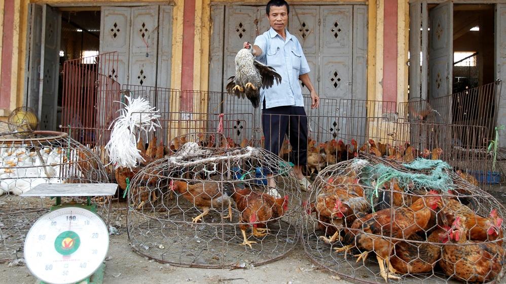 越南動物園用染上禽流感的雞餵飼動物，導致多隻動物死亡。(路透社)