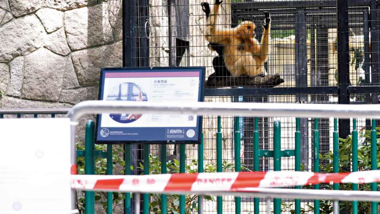 動植物公園兩日9猴亡 獸醫料涉傳染病或中毒