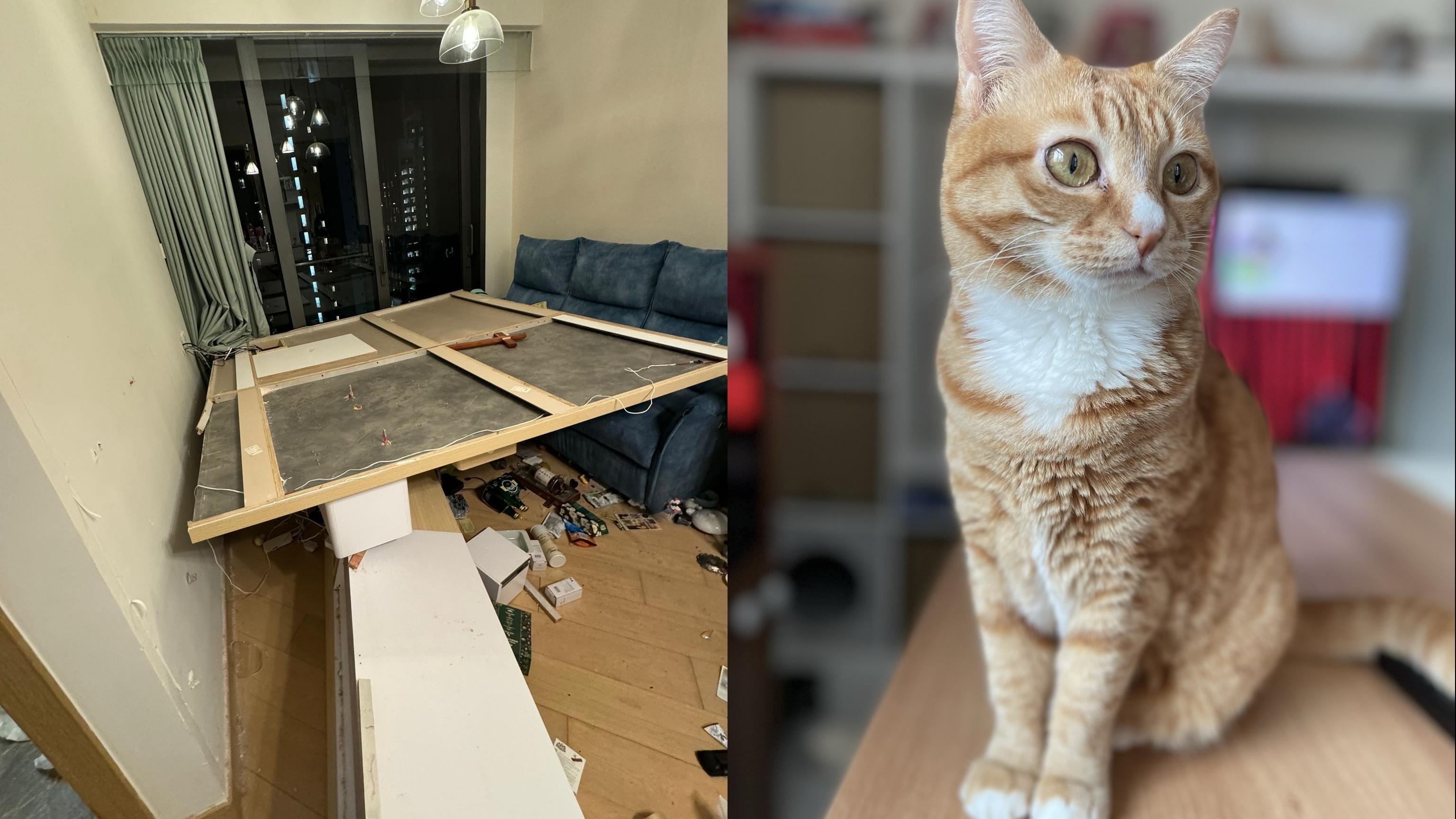 電視牆塌下壓死貓貓。(FB「Chris AuYeung@天下貓貓一樣貓」)