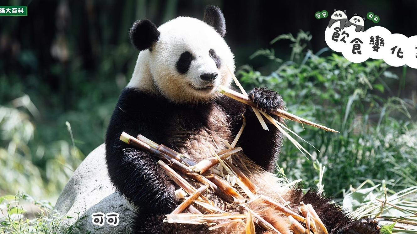 安安可可改食廣州竹。(海洋公園FB)