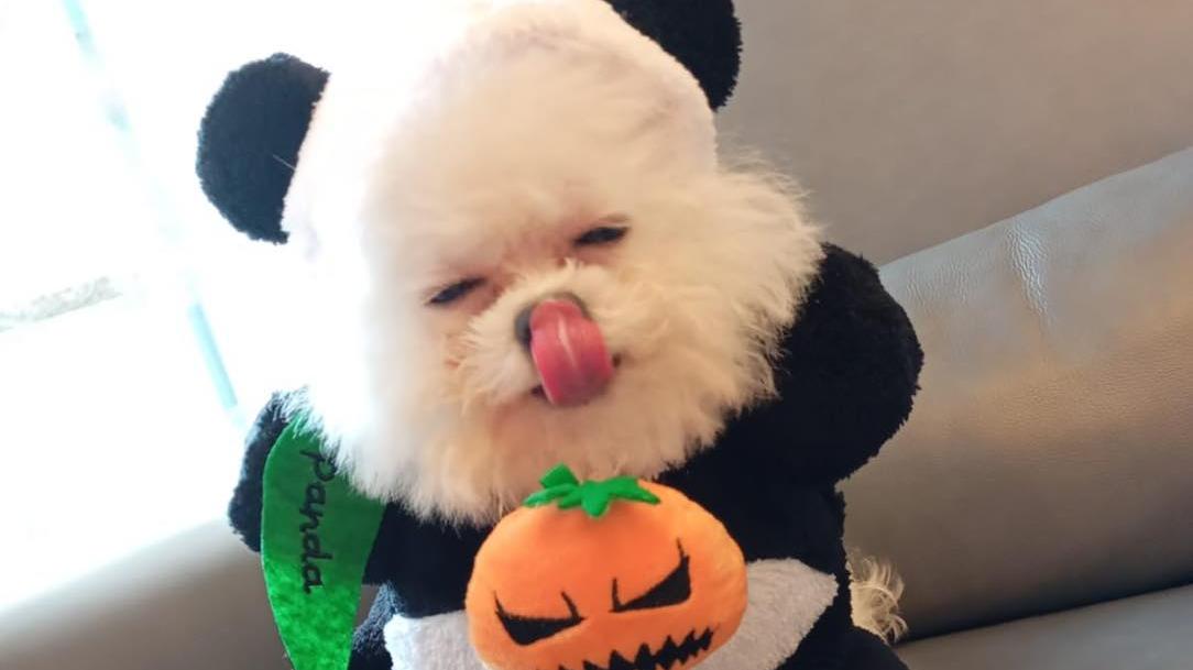 鄧炳強愛犬萬聖節Cosplay熊貓 「嚇唔到人但可愛到暈」｜Ray Online (@fb鄧炳強 Tang Ping Keung圖片)