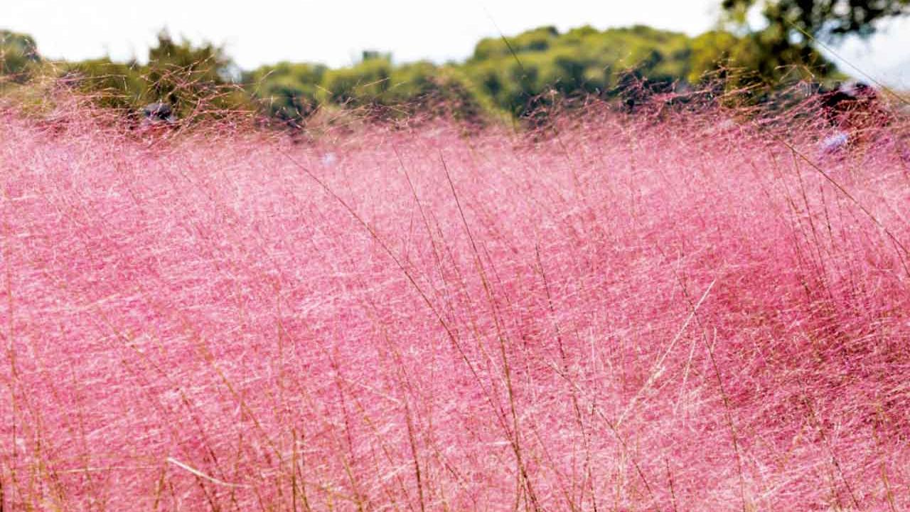 抓緊觀賞「粉黛花海」尾班車 體驗不一樣的深圳之旅！