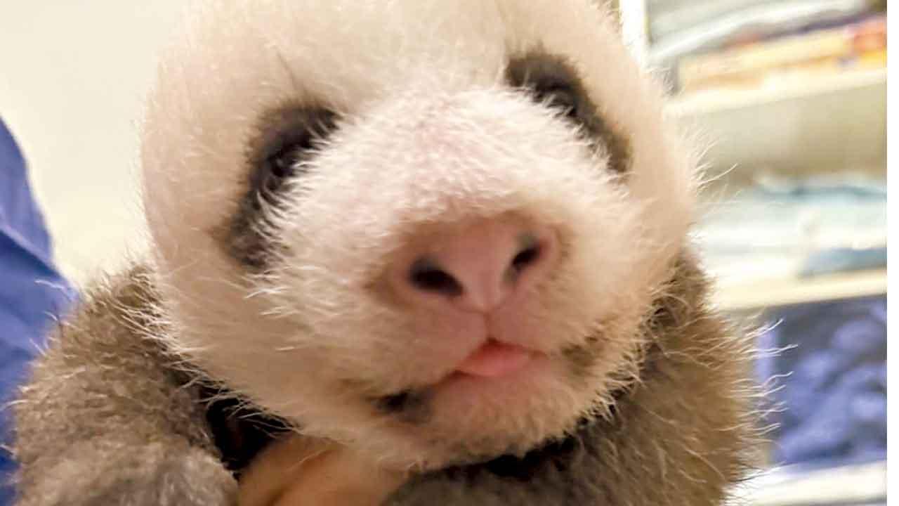 港產大熊貓龍鳳胎開眼 送港大熊貓公開徵名