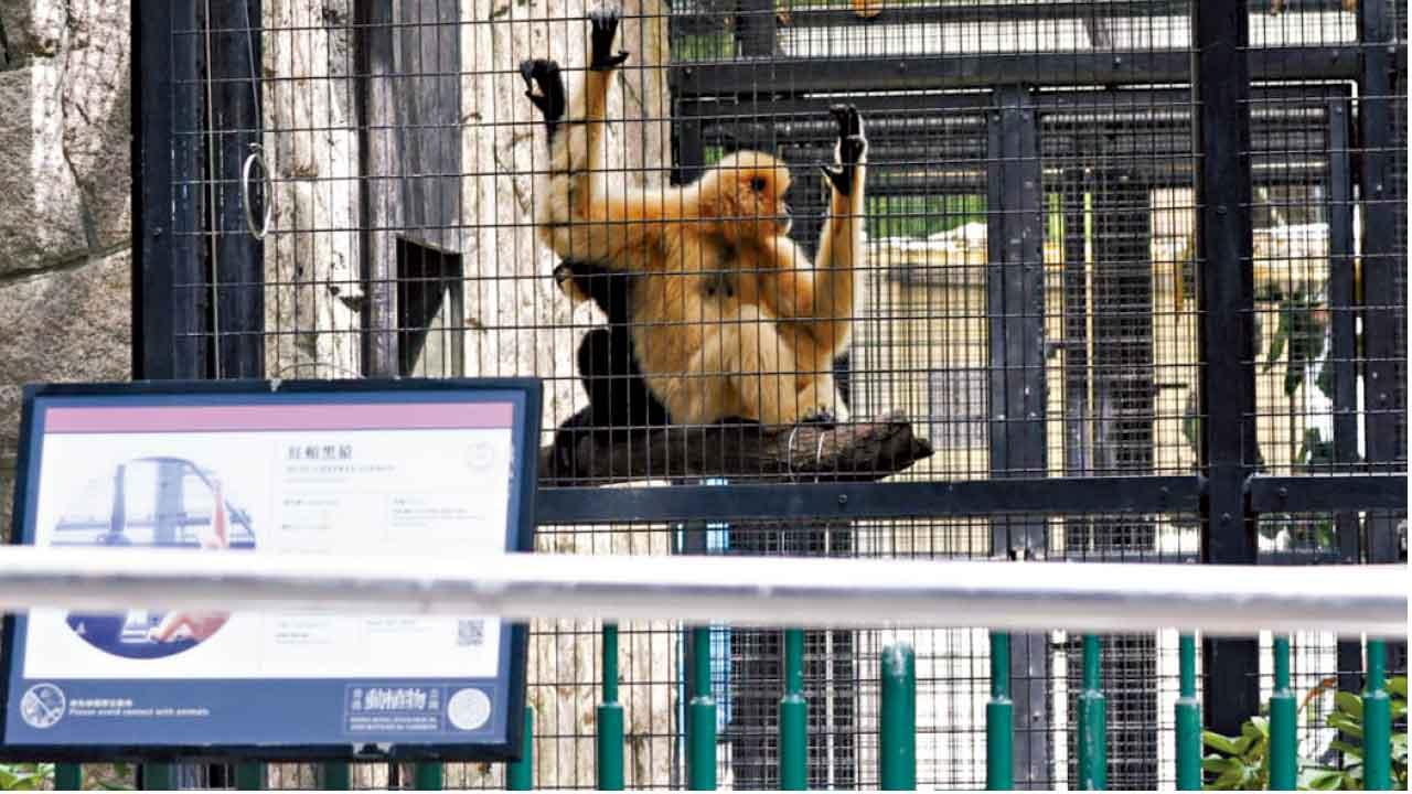 動植物公園9猴亡  李家超︰正做毒理化驗