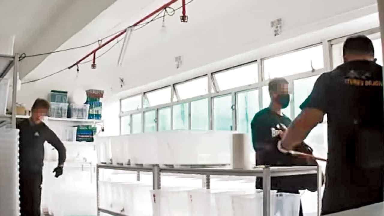 失50隻龜市值500萬 3賊潛荃灣廠廈偷龜 