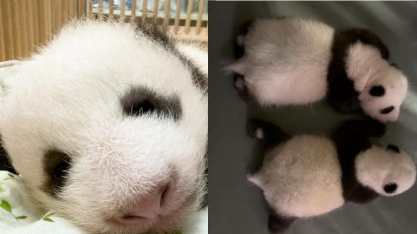 海洋公園發布兩隻初生大熊貓最新影片。(影片截圖)