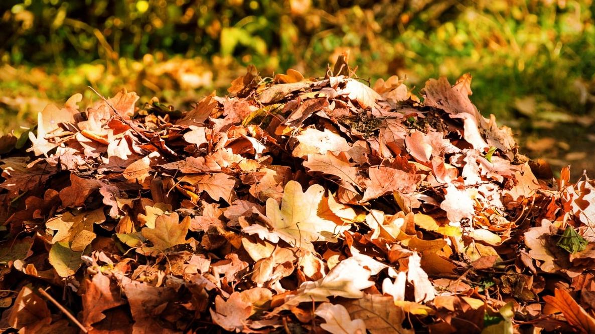寒露後燥邪當令易傷肺損胃 養生要滋陰潤燥忌生冷