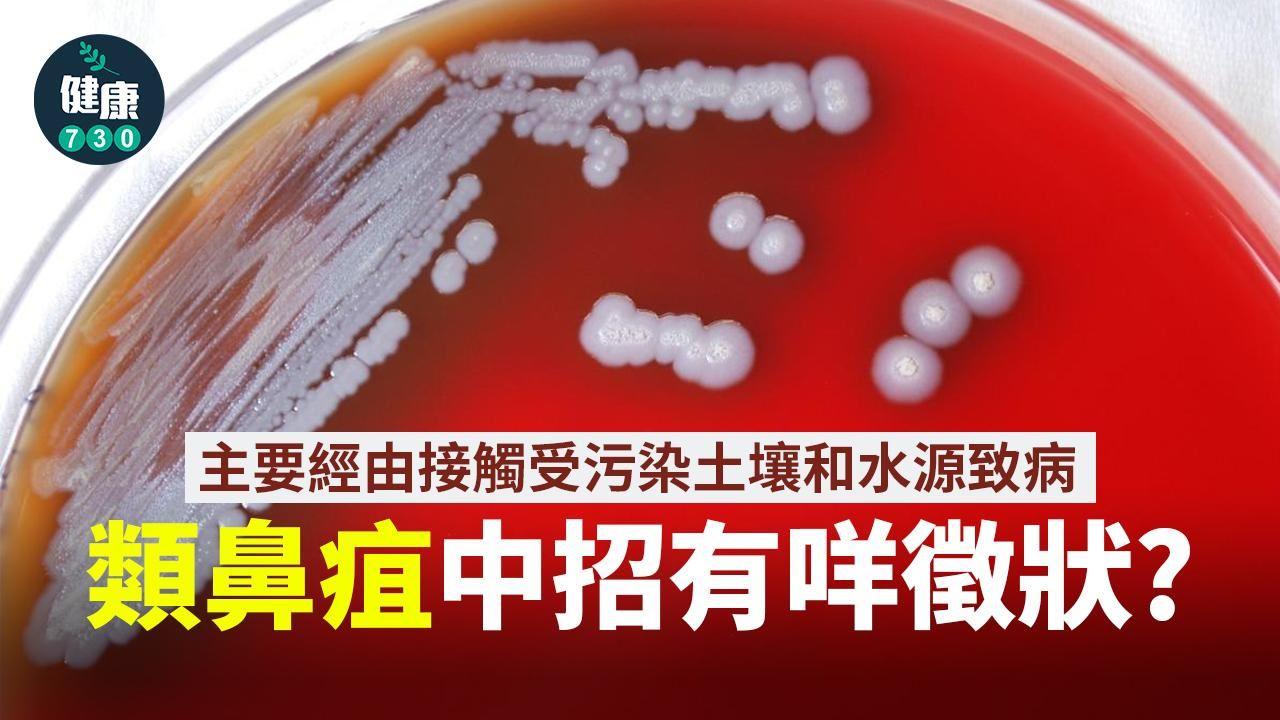 類鼻疽｜除發燒咳嗽仲有咩徵狀？要如何治療？（am730製圖）