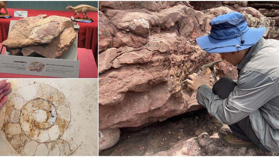 香港恐龍化石｜沙田站/太古坊隨處可見古生物化石？