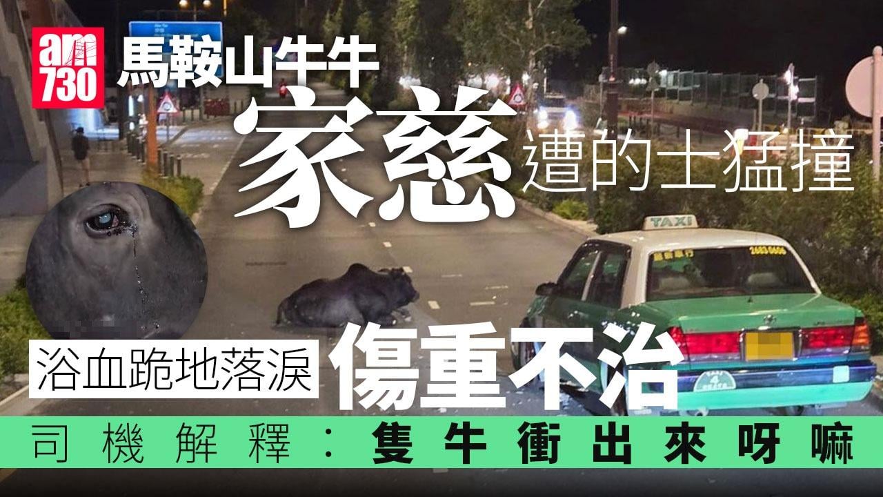 馬鞍山牛隻「家慈」遭的士猛撞　浴血跪地落淚終不治（am730製圖）