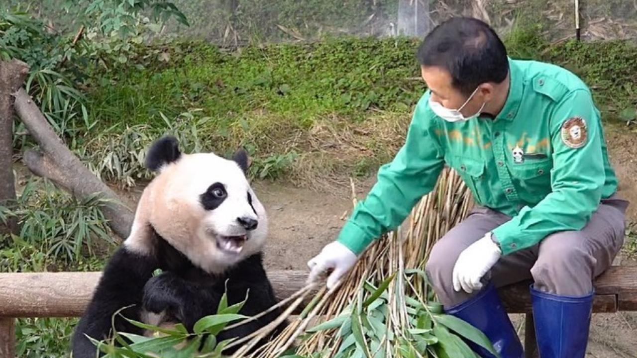 大熊貓粉絲消費潛力不容忽視，香港一班愛好者會飛四川及南韓朝聖，並花錢購買大量周邊商品。