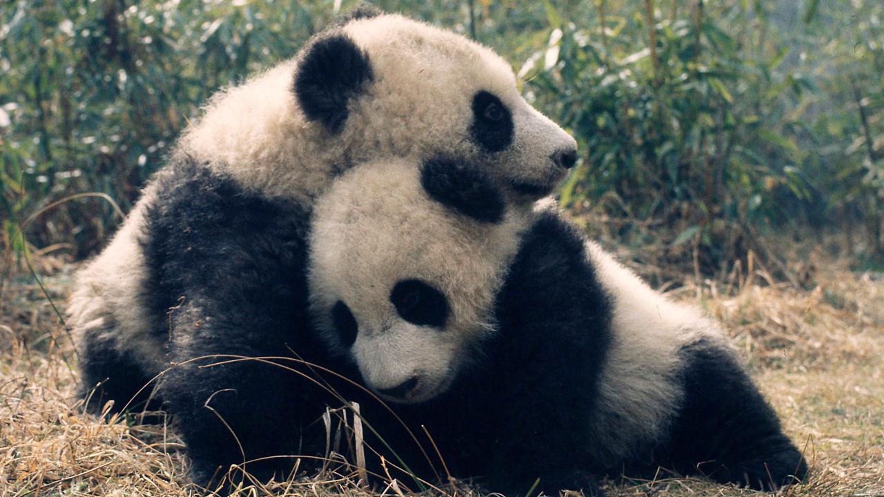 世界自然基金會自80年代開始致力保育大熊貓，近年協助內地保育大熊貓及牠們的棲息地。（Susan A. Mainka WWF）