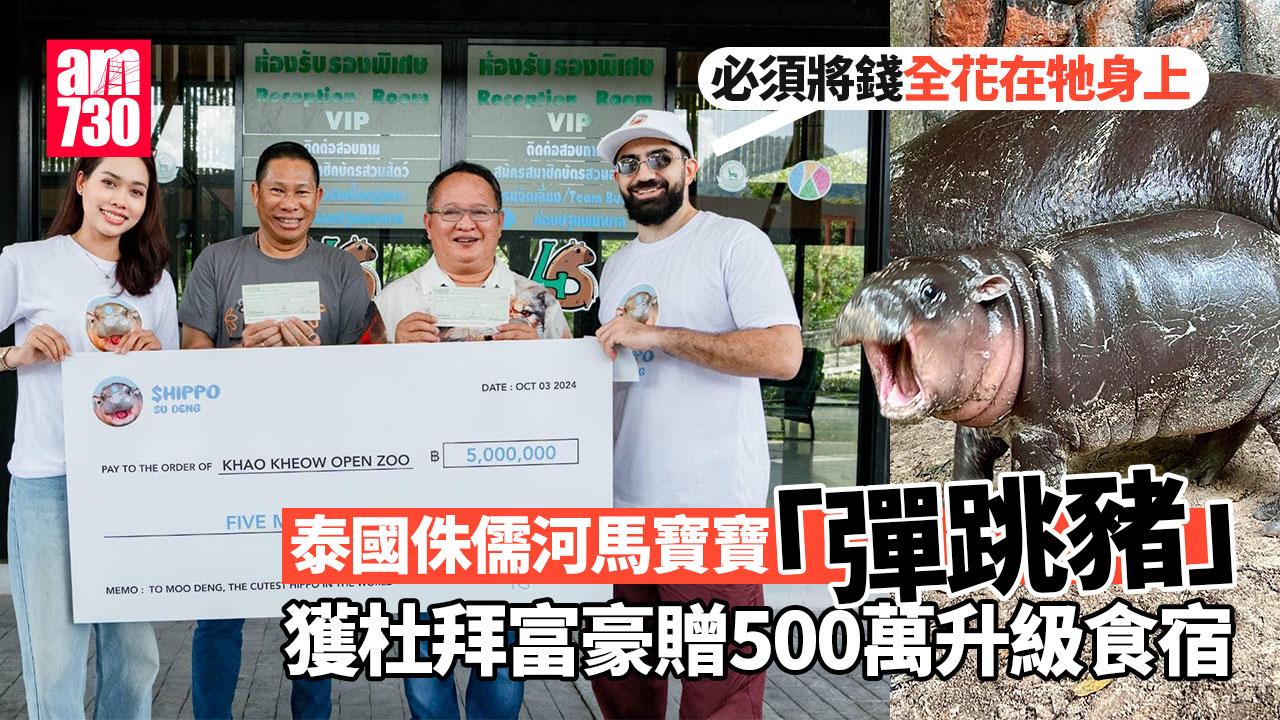 「彈跳豬」發大財！杜拜富豪贈500萬　要求升級食宿
