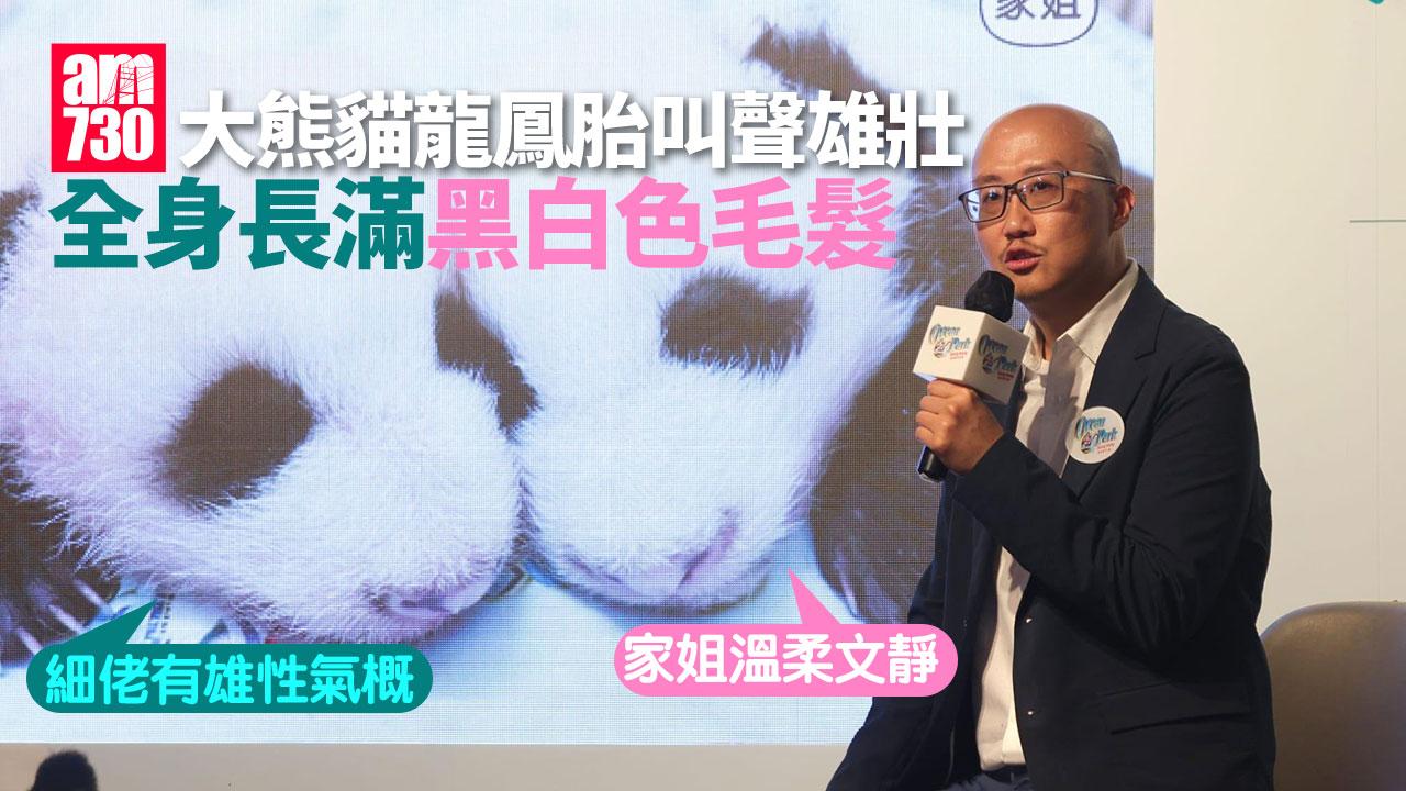 大熊貓｜龍鳳胎叫聲有力雄壯 料農曆年與公眾見面