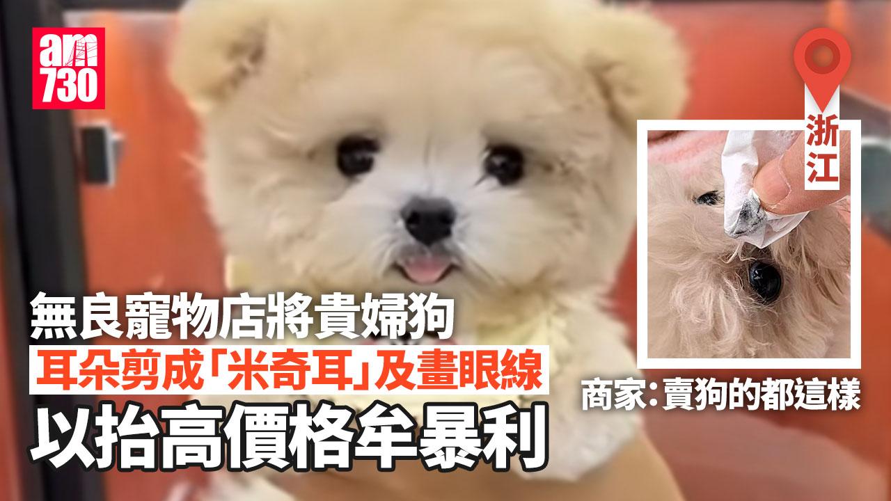 浙江女2萬購貴婦狗 無良網店為抬價剪「米奇耳」畫眼線(有片)