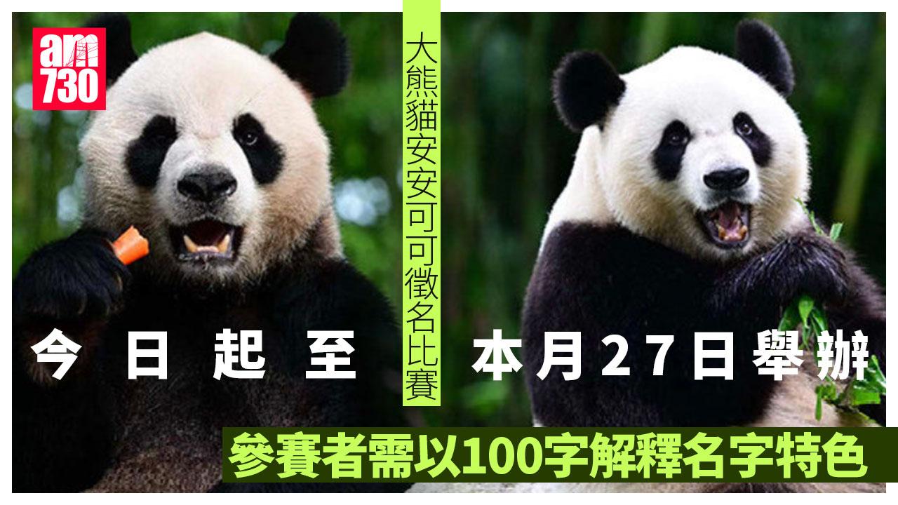 大熊貓｜命名比賽今日起至本月27日舉辦　需以100字解釋名字特色