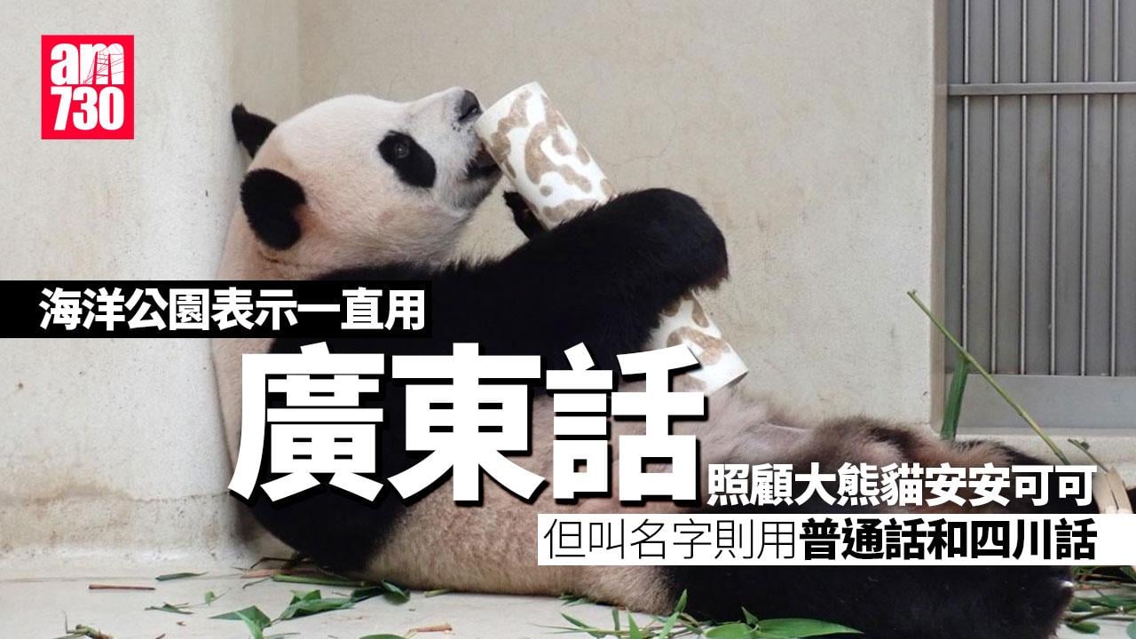 大熊貓安安可可抵港一周 逐步適應香港環境 料最快12月中與巿民見面　