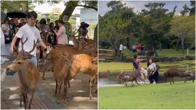 奈良鹿襲擊遊人事件增2.5倍　市政府籲遠離鹿群