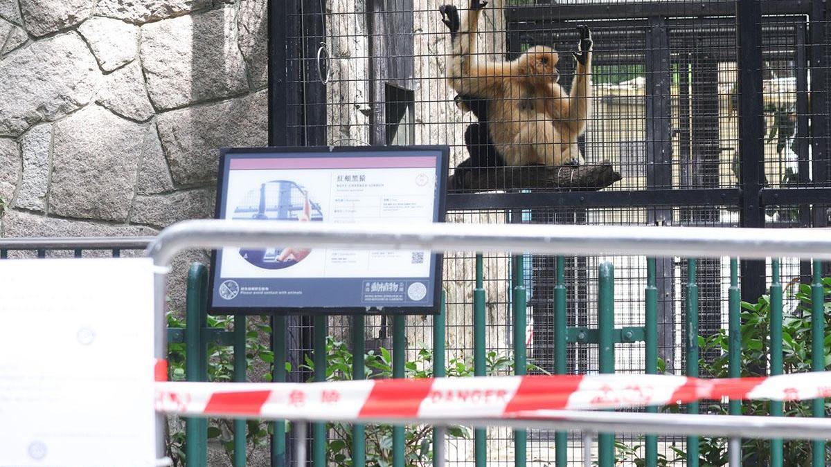 再多一隻猴子死亡。