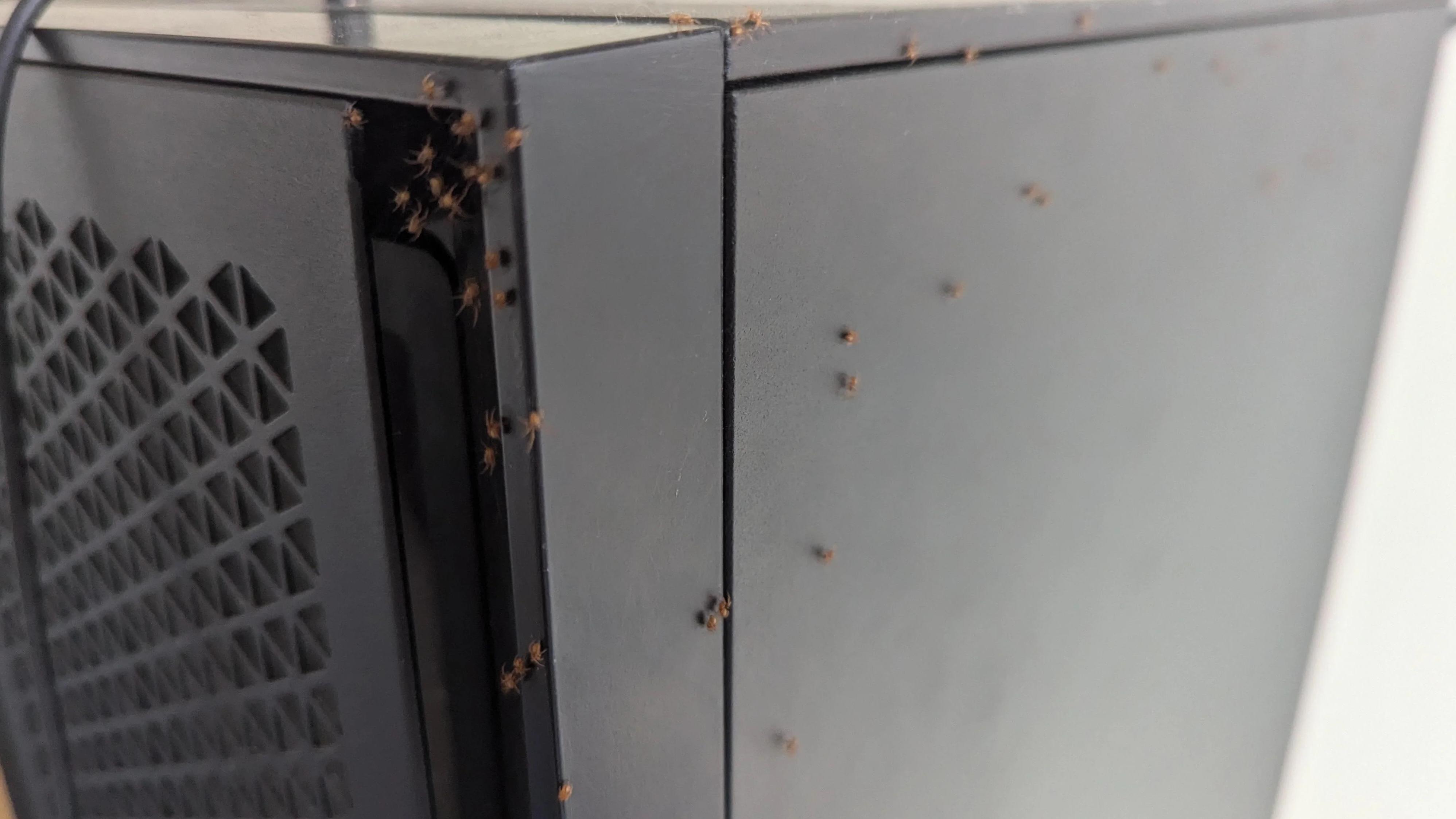 樓主貼相，可見一群小蜘蛛密密麻麻的爬在電腦主機邊上，令人看得頭皮發麻。(互聯網)