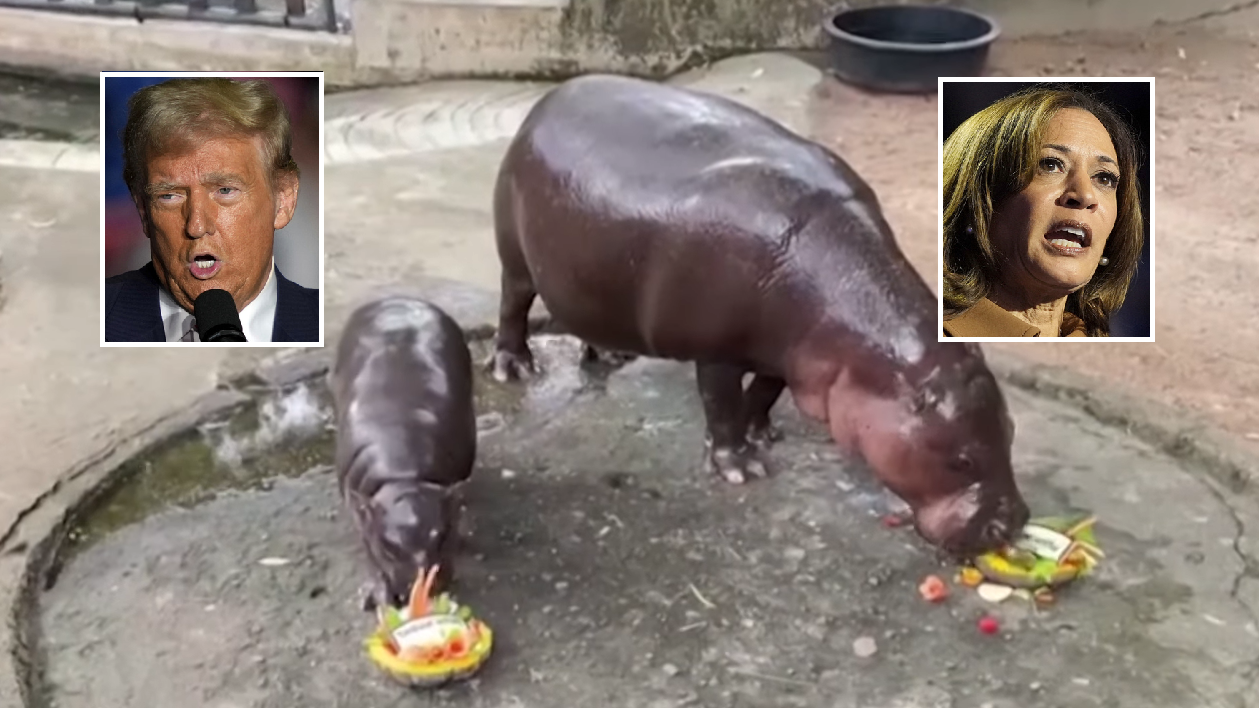 人準定豬準？「學者水晶球」VS「泰國彈跳豬」預言賀錦麗特朗普誰贏｜美國大選2024