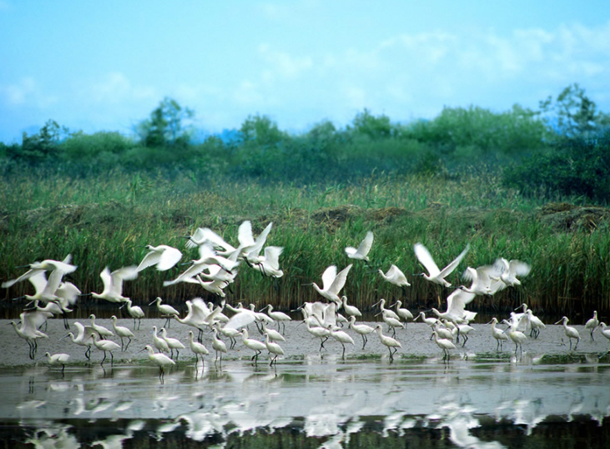 米埔自然護理區(民政事務總署網頁)