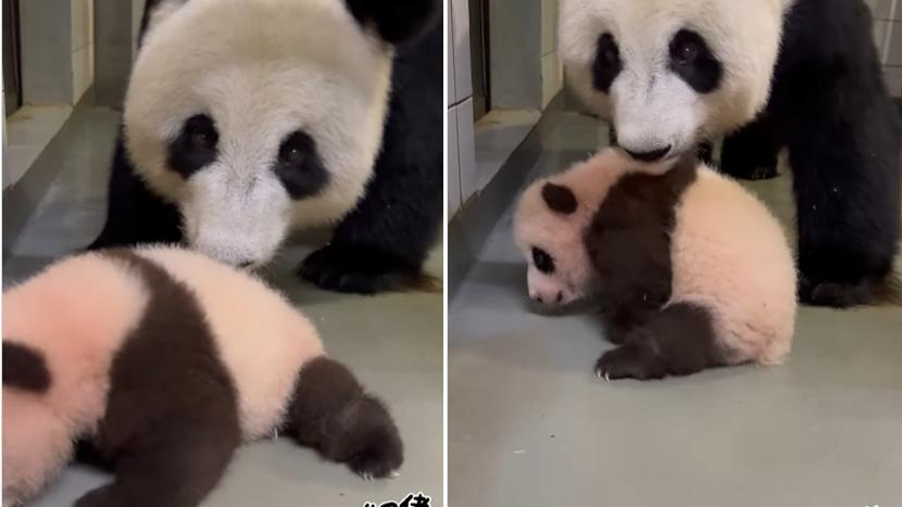 盈盈叼起細佬。(海洋公園)