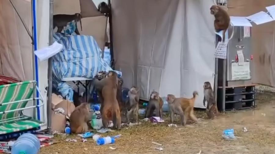 毅行者2024開賽前夕檢查站，遭大批馬騮搶掠物資。(香港貓店長關注組2.0 @FB)