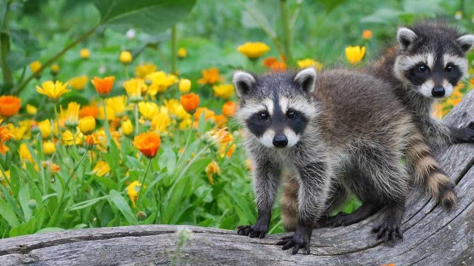 德國浣熊太多為患　被製成香腸肉丸竟然爆紅
