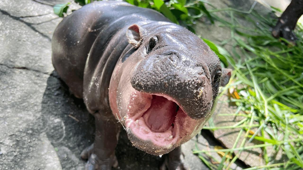 泰國河馬「彈跳豬」推官方歌曲狂「搖屁」，4種語言全球上線。(網上圖片)