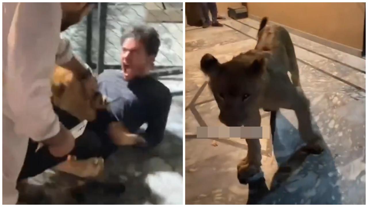 與獅子自拍遭撕咬，男子極度驚慌尖叫「辛巴放過我吧」。(X)