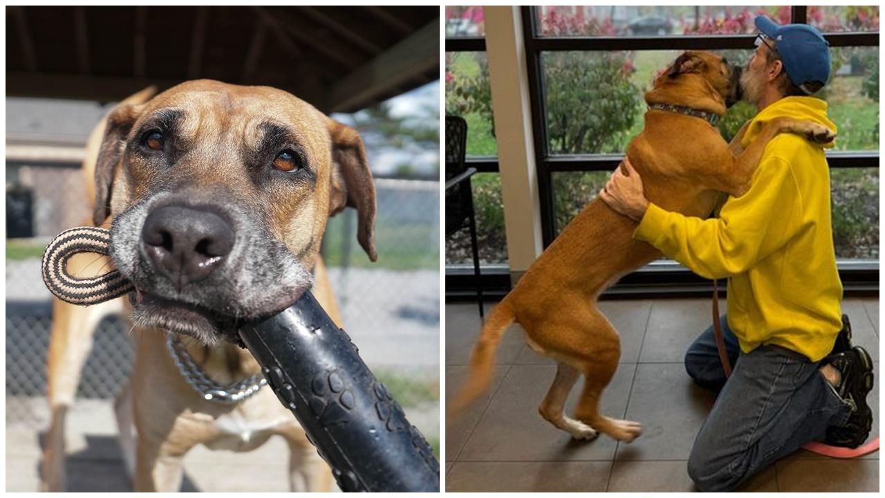 男子癌病惡化被逼棄養愛犬，2年後病情受控即重新認養。(FB)