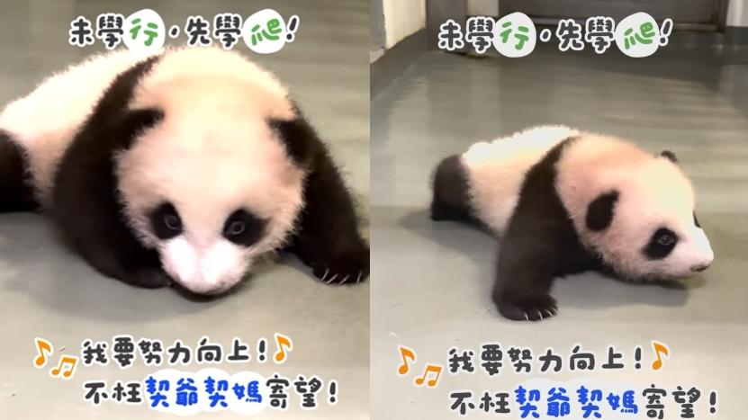 細佬學習爬行。(海洋公園)