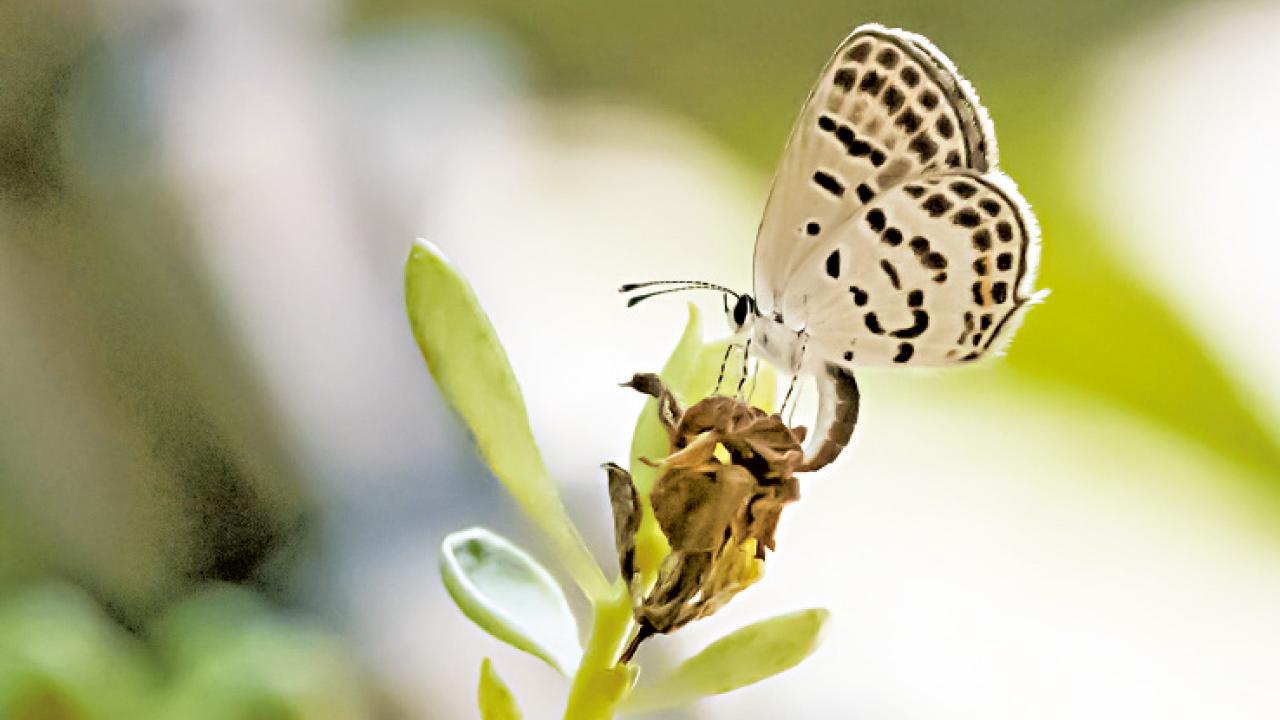 點玄灰蝶首現鳳園 棒紋喙蝶13年後再現香江