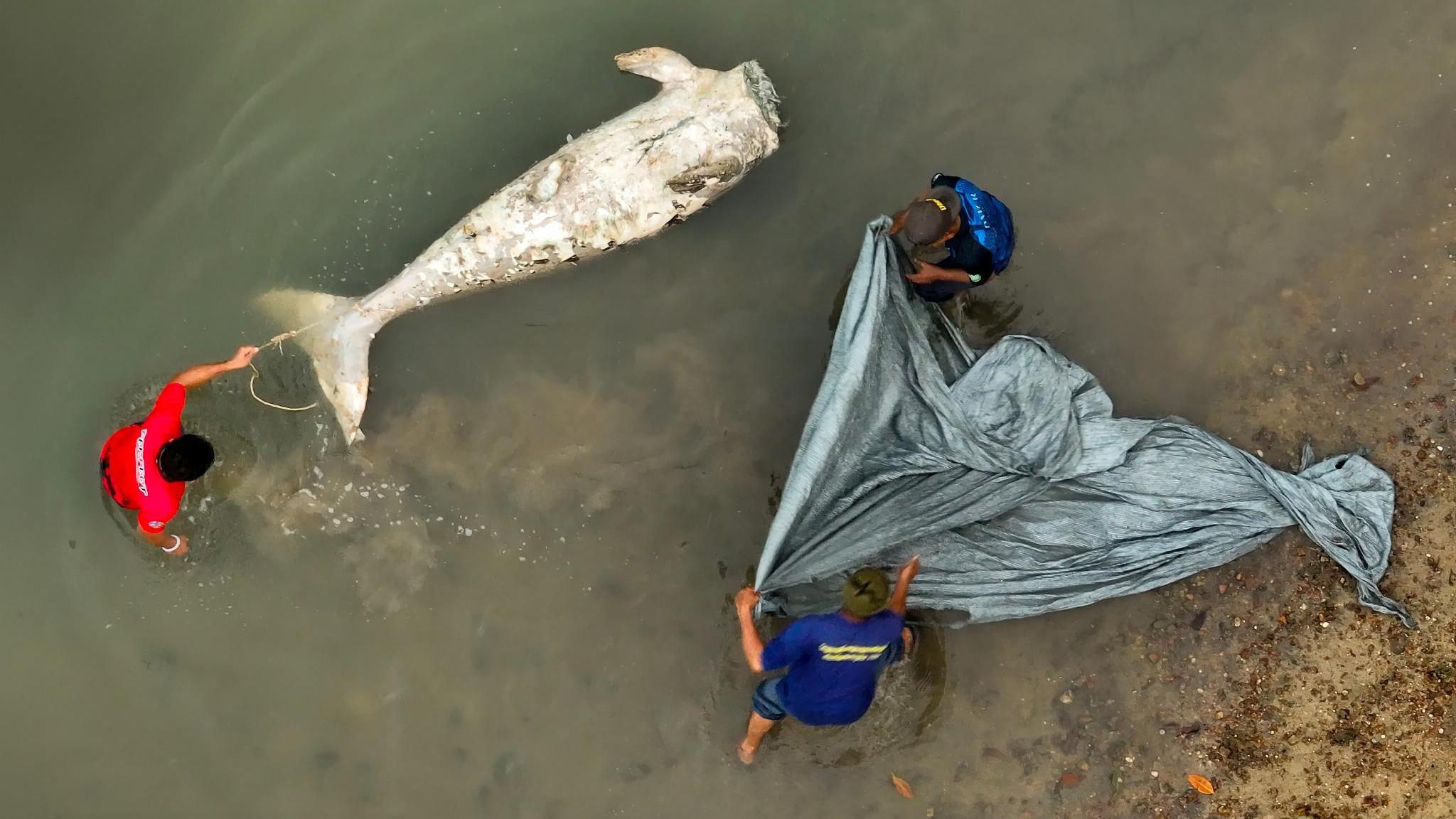 布吉島驚現「美人魚」無頭浮屍　疑因牙齒可辟邪遭斬首