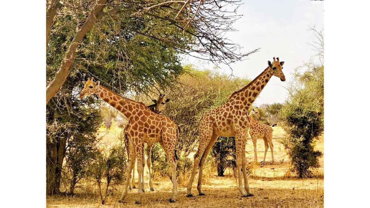 三個亞種數量挫77% 剩不足6000隻 美擬首列長頸鹿瀕危