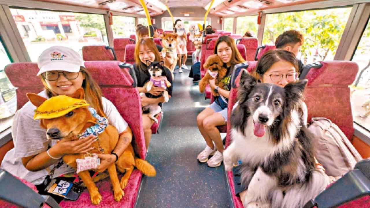 巴士與寵物同行