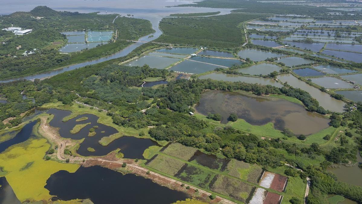 米埔自然護理區有雀鳥屍體驗出H5N1。(資料圖片)