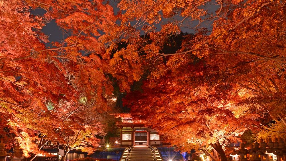 日本紅葉2024｜東京、京阪、九州最新預測＋必去景點 12月初最紅！