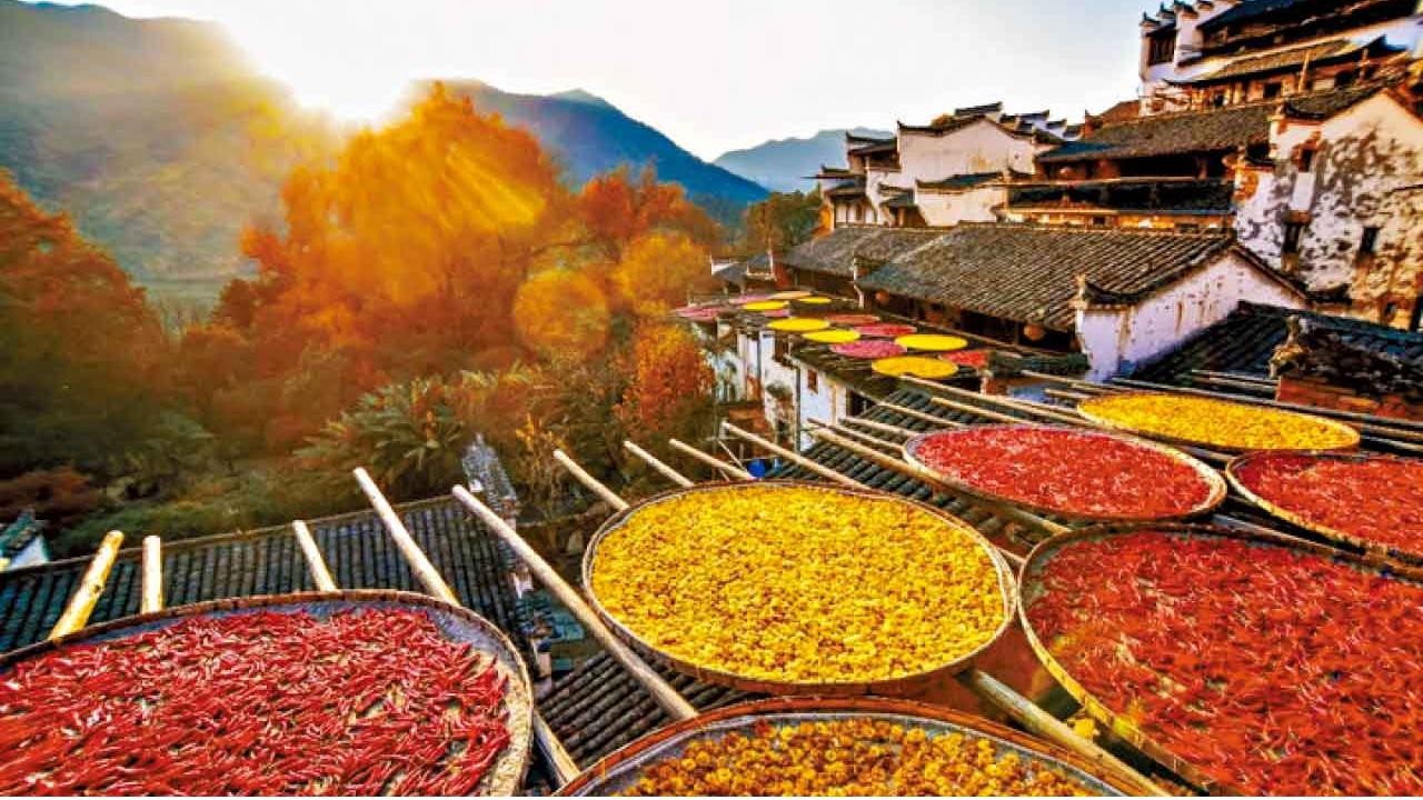 直航屯溪觀「最美中國符號」婺源篁嶺曬秋情