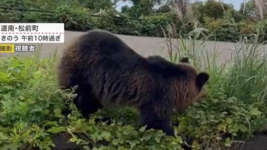 去年北海道松前町有野熊出沒。(互聯網)