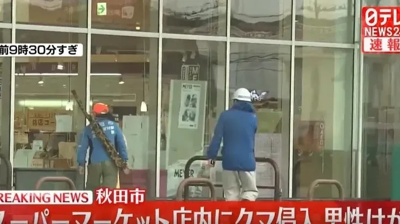 日本野熊闖入秋田超市　1名店員額耳遇襲受傷