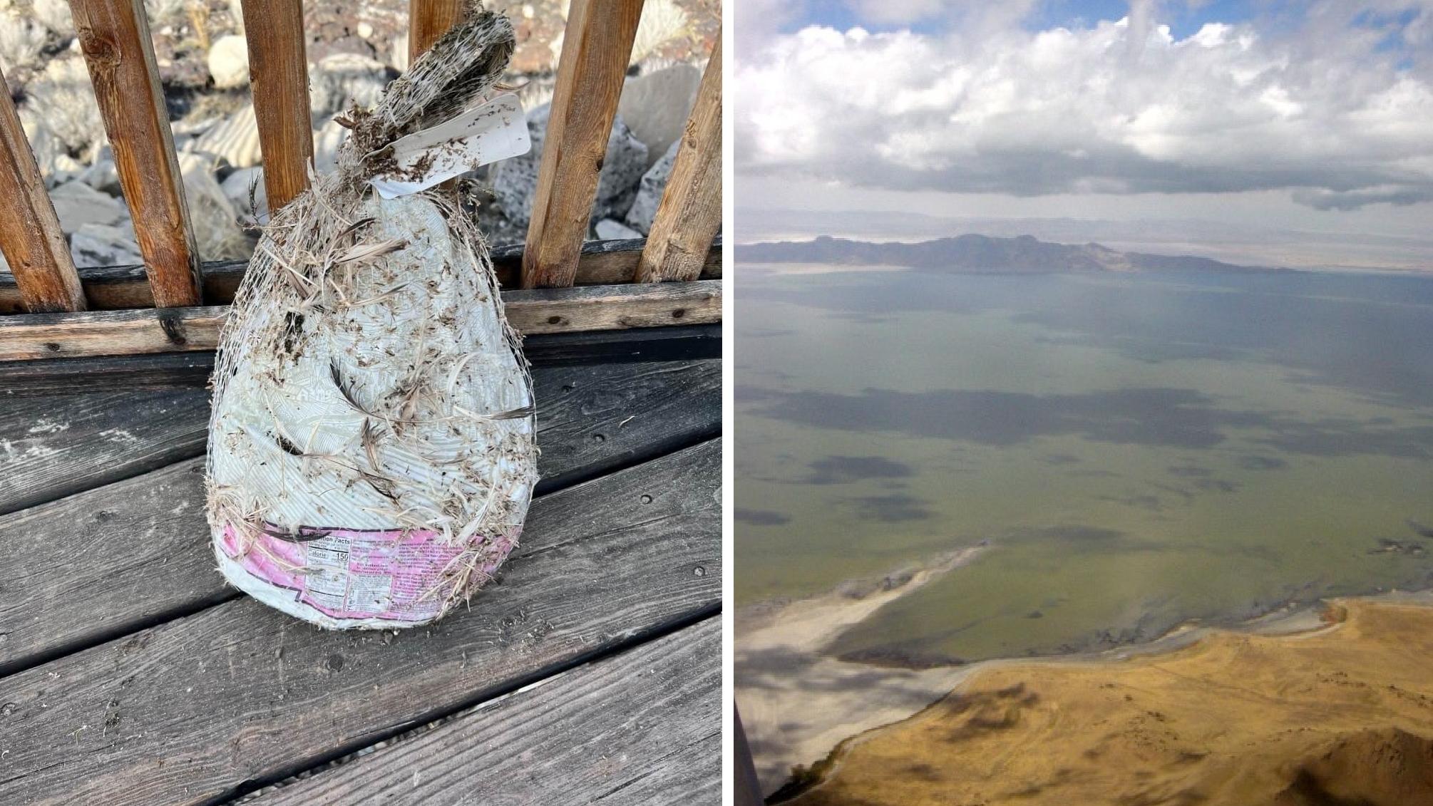 猶他州大鹽湖管理當局貼出火雞屍骸照，包裝未拆，上面還沾著一些草和泥土。(互聯網)