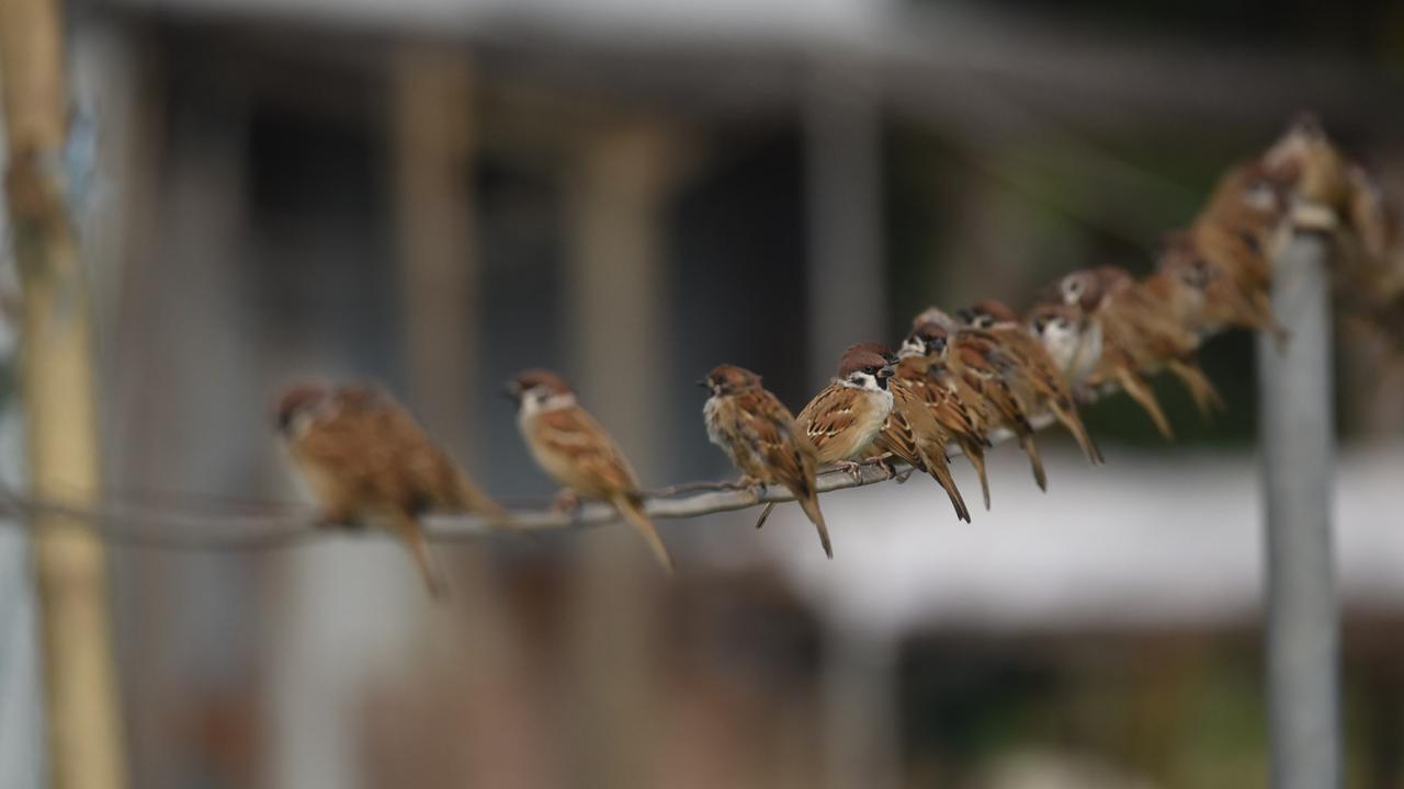 觀鳥會公布最新普查結果，推算本港市區有約22萬2千隻麻雀，較去年減少約2萬隻。（觀鳥會提供）