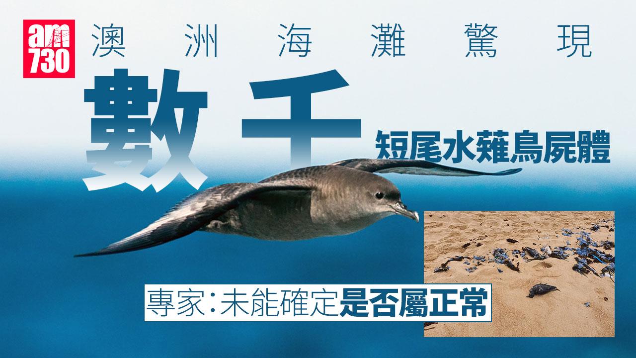 數千短尾水薙屍體沖上澳洲海灘 候鳥遷徙是死亡陷阱？