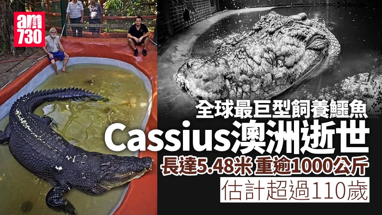 全球最巨型飼養鱷魚澳洲逝世 超過110歲 保護區發文悼念