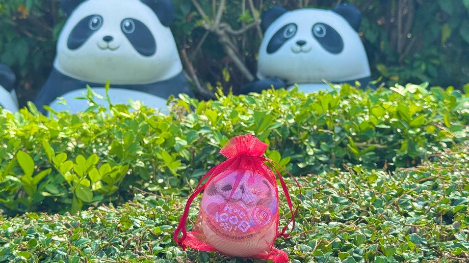 海洋公園為紀念兩隻港產大熊貓出生100日，向入場人士派發紅雞蛋。(海洋公園網站圖片)